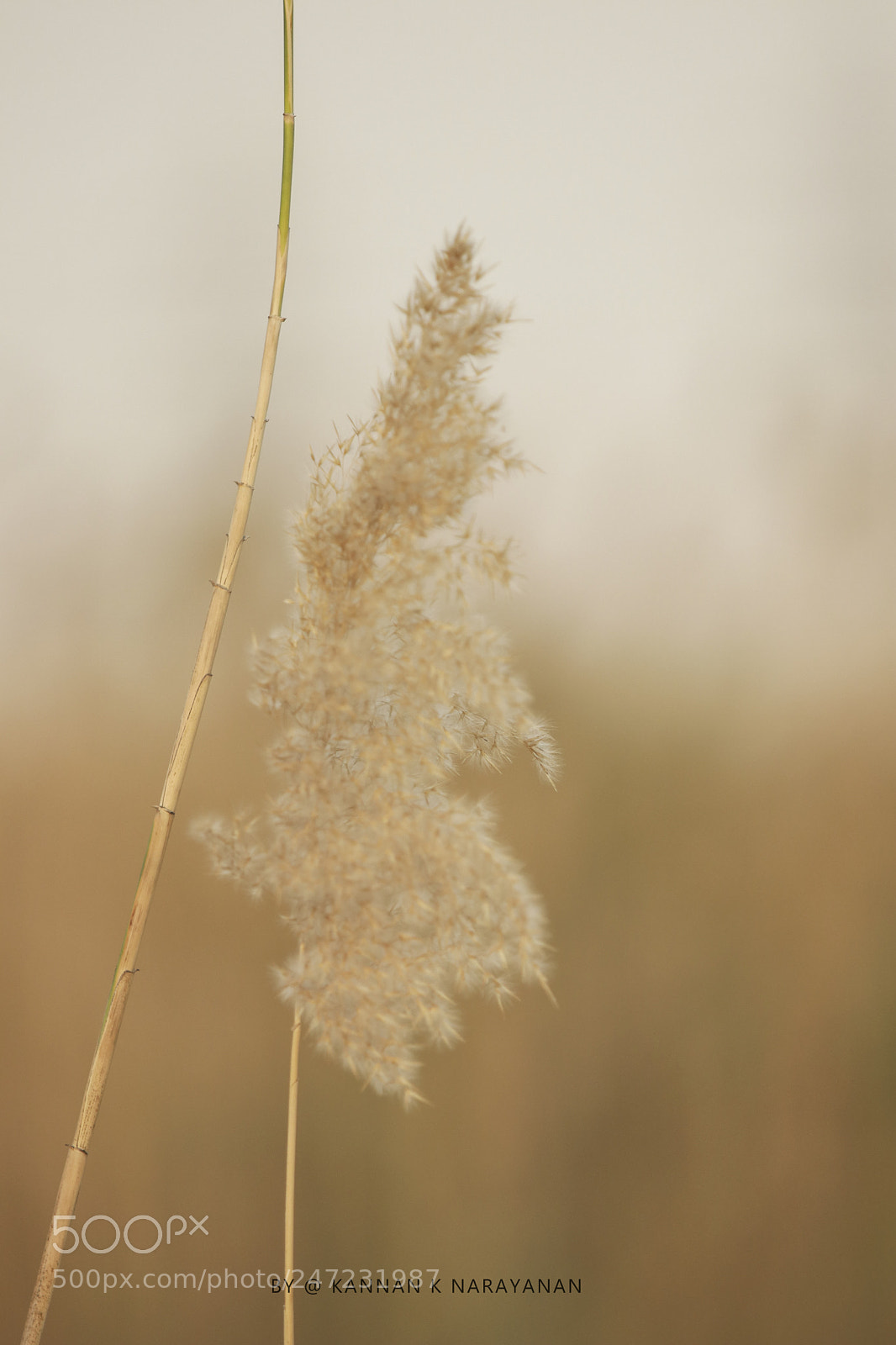 Canon EOS 80D sample photo. You should be here photography