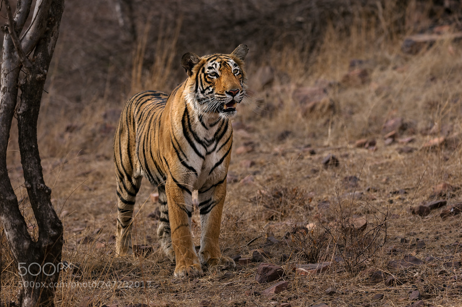 Canon EOS-1D X sample photo. Ranthambhore tiger photography