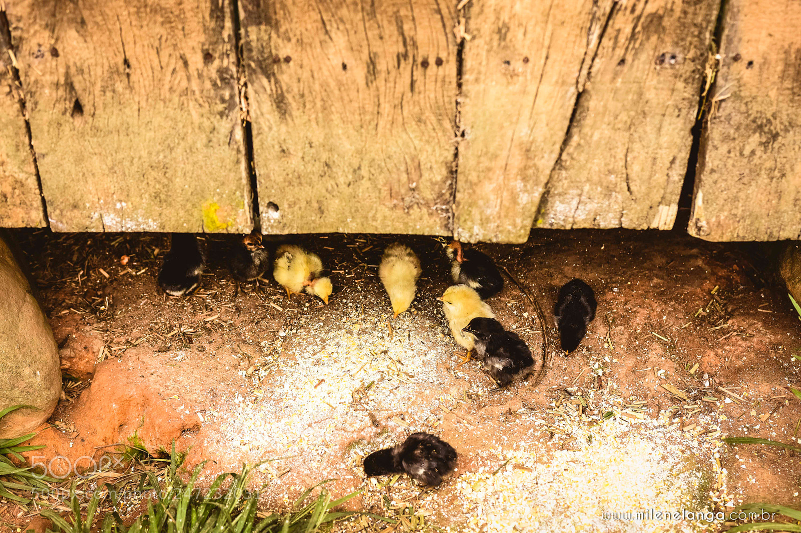 Nikon D7200 sample photo. Cheiro de fazenda! photography