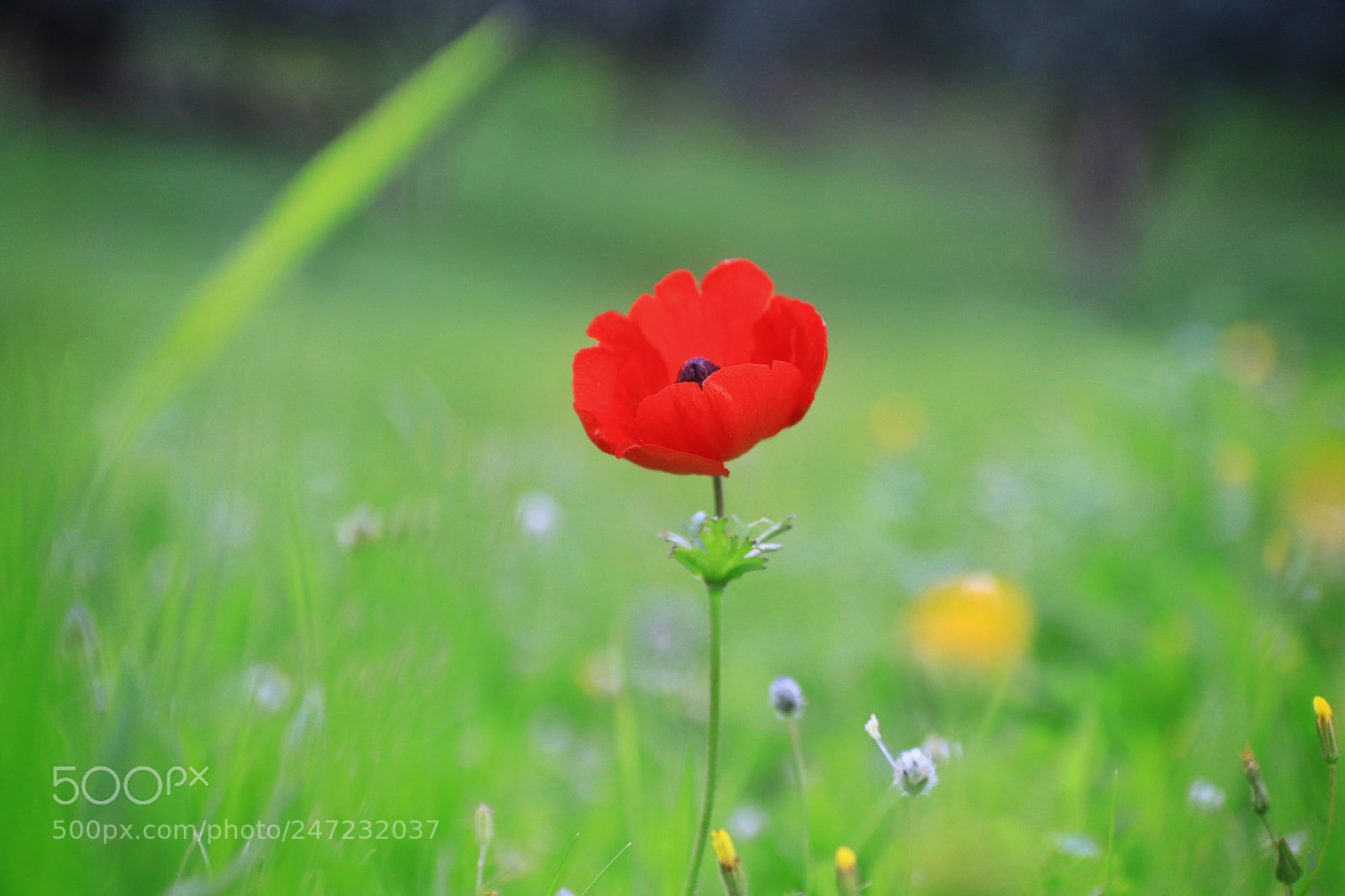 Canon EOS 80D sample photo. Untitled photography