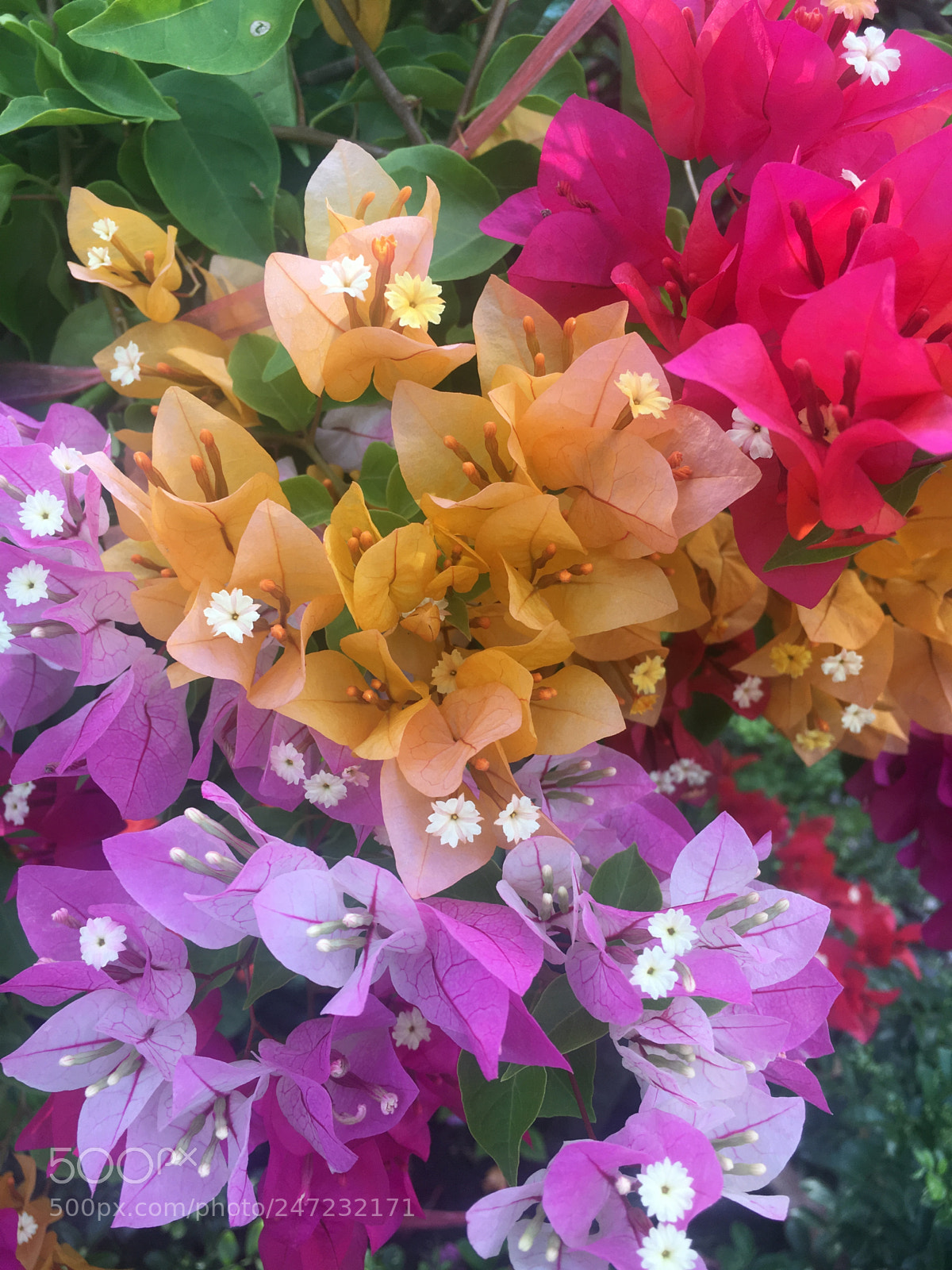 Apple iPhone 6s sample photo. Bougainvilleas photography