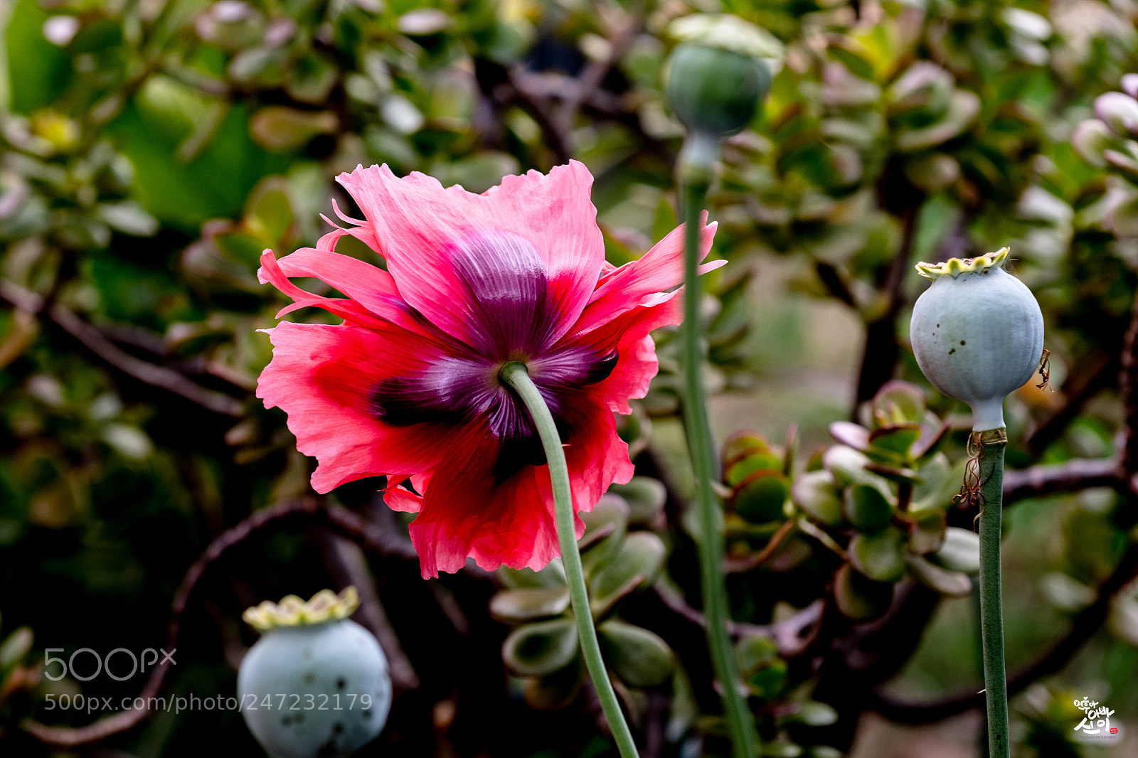 Fujifilm X-T2 sample photo. Flower's back photography