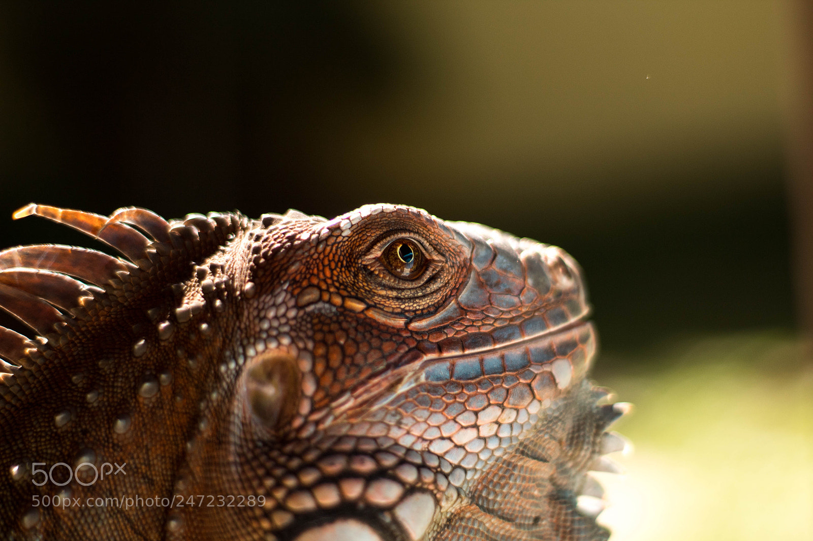 Canon EOS 1300D (EOS Rebel T6 / EOS Kiss X80) sample photo. Green iguana photography