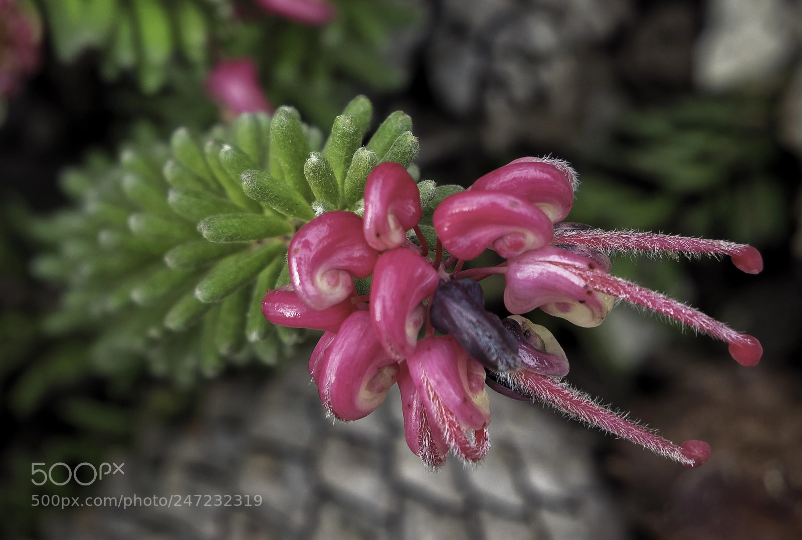 Panasonic Lumix DMC-GX8 sample photo. Petite fleur photography
