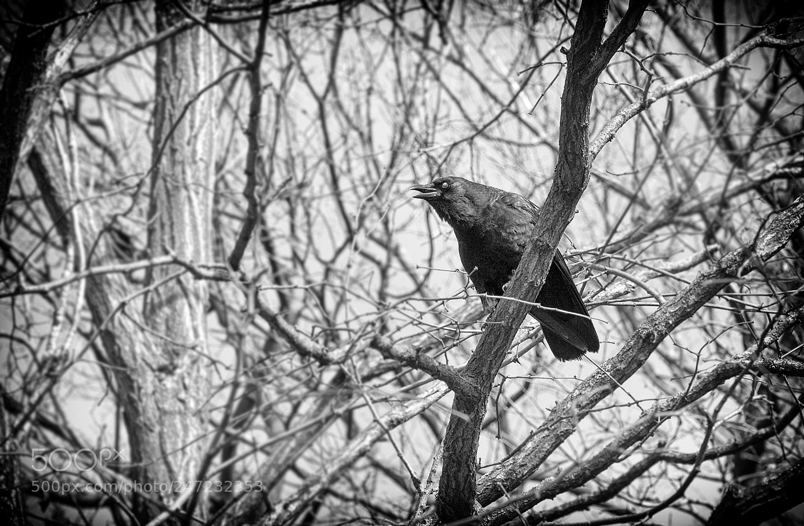 Nikon D300 sample photo. Zoo () photography