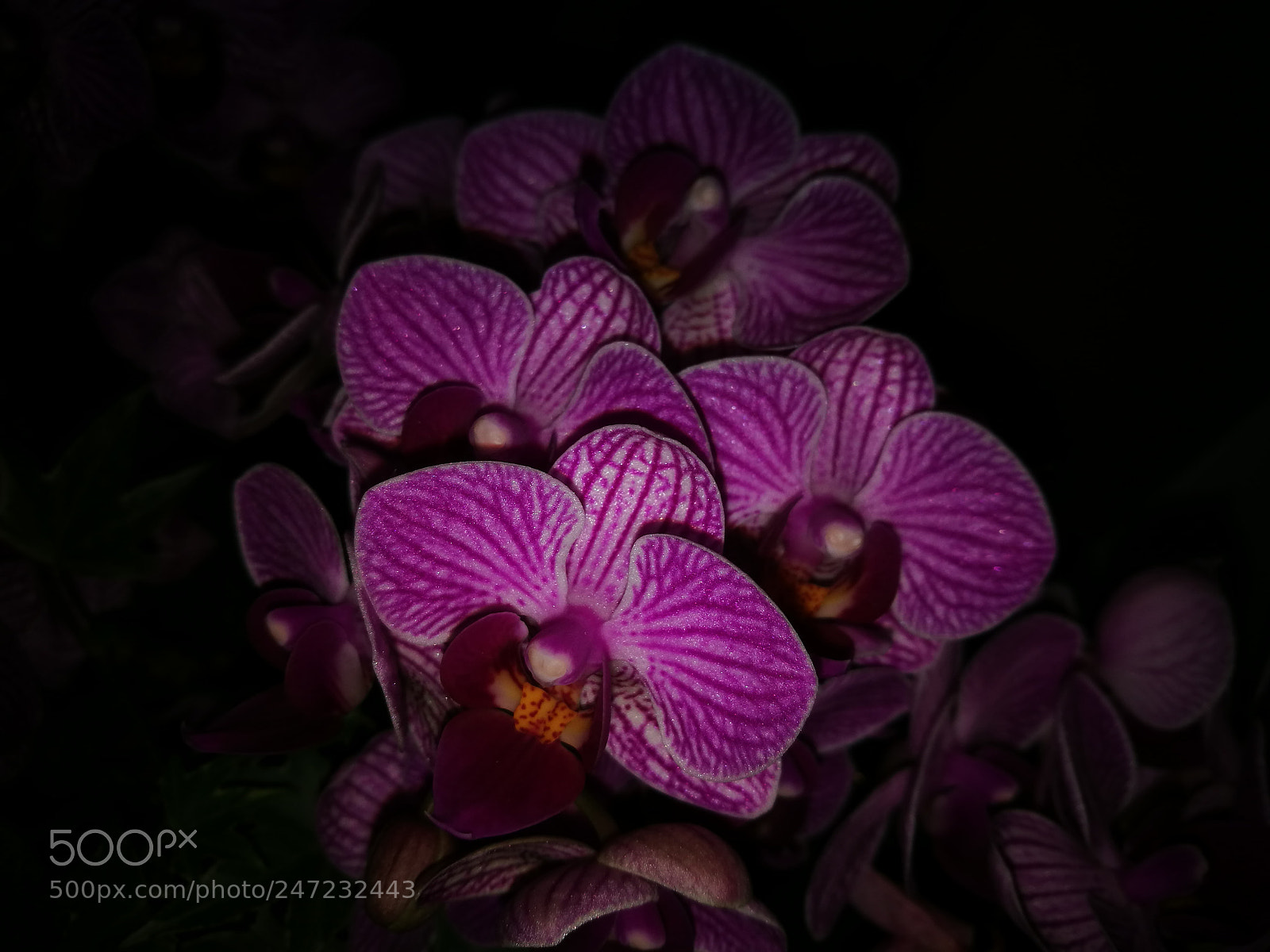 HUAWEI P9 sample photo. Orchid butterflies photography