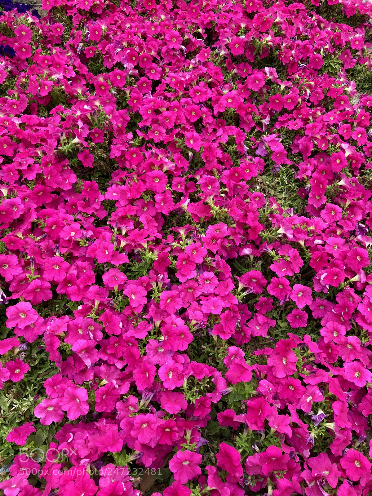 Apple iPhone X sample photo. Bed of flowers photography