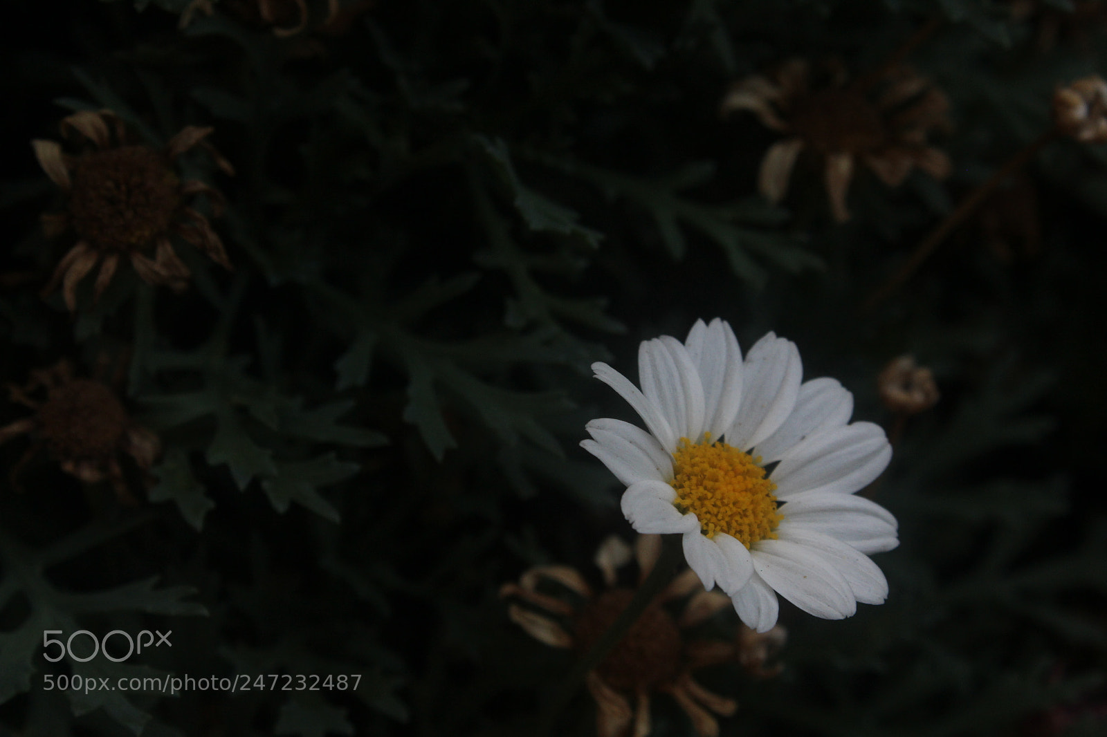 Canon EF-S 18-55mm F3.5-5.6 III sample photo. Untitled photography