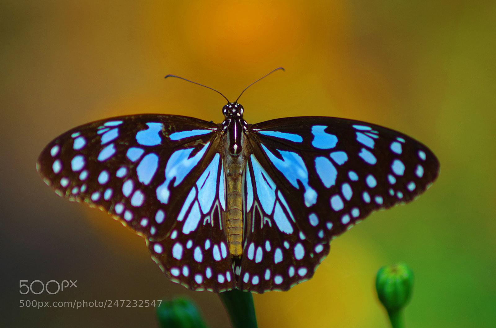 Pentax K-500 sample photo. Glassy blue tiger ! photography