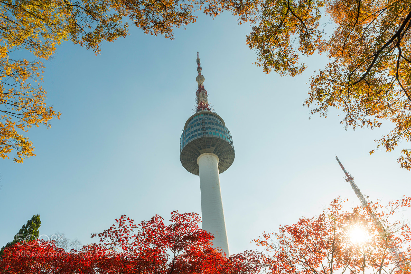 Nikon D800 sample photo. Seoul tower with yellow photography