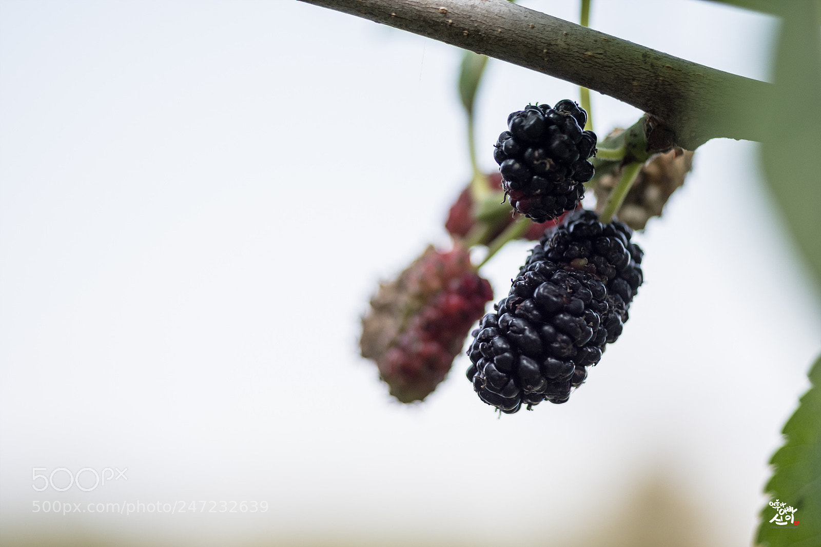 Fujifilm X-T2 sample photo. Berry photography
