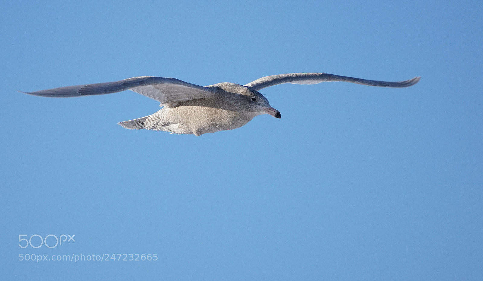 Sony a7R II sample photo. Glaucous gull photography