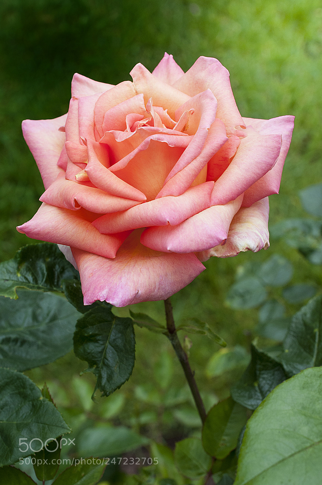 Nikon D300 sample photo. X photography