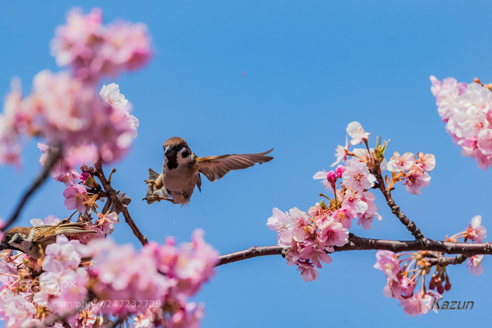 Canon EOS-1D X Mark II sample photo. Sky dancing! photography