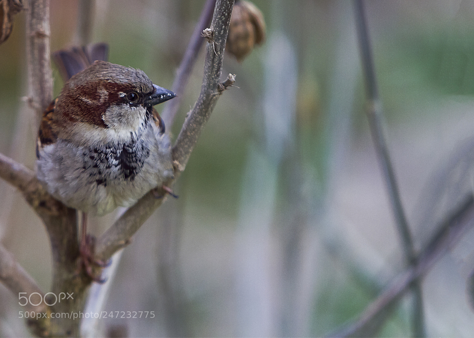 Canon EOS 7D sample photo. Moineau photography