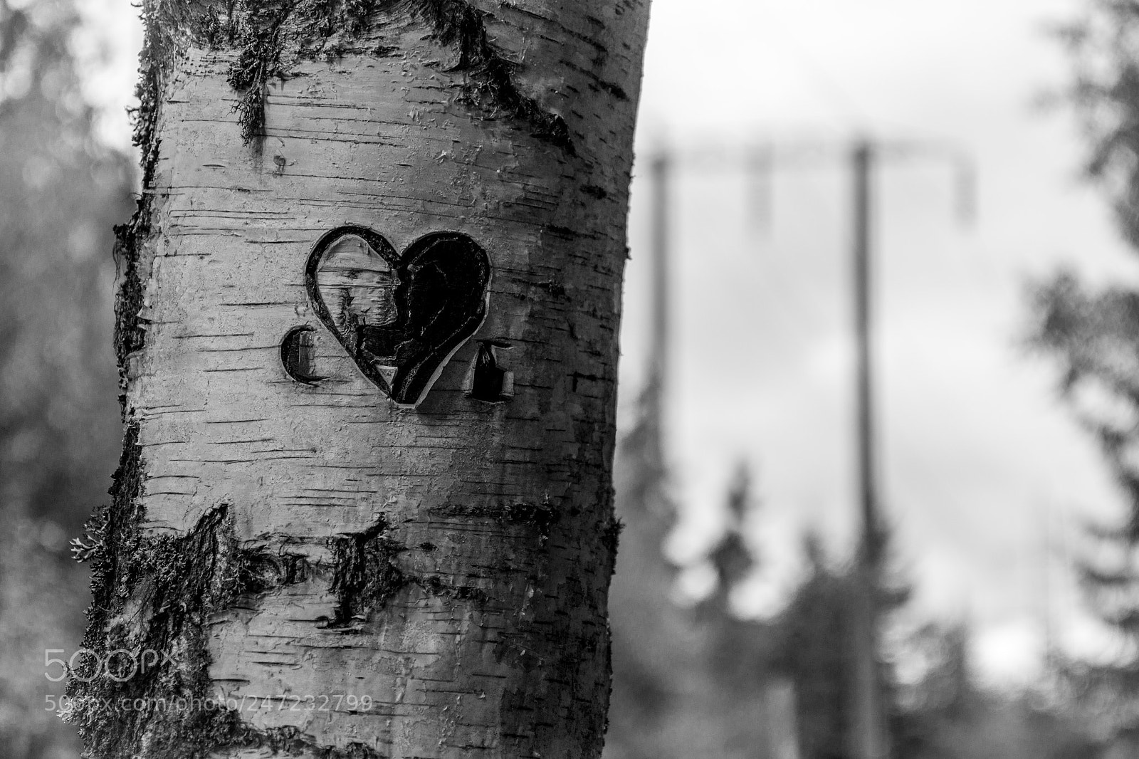 Canon EOS 600D (Rebel EOS T3i / EOS Kiss X5) sample photo. Tree marked with love photography