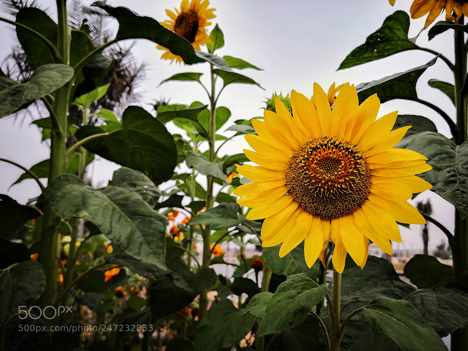 HUAWEI Mate 10 sample photo. Sunflower photography