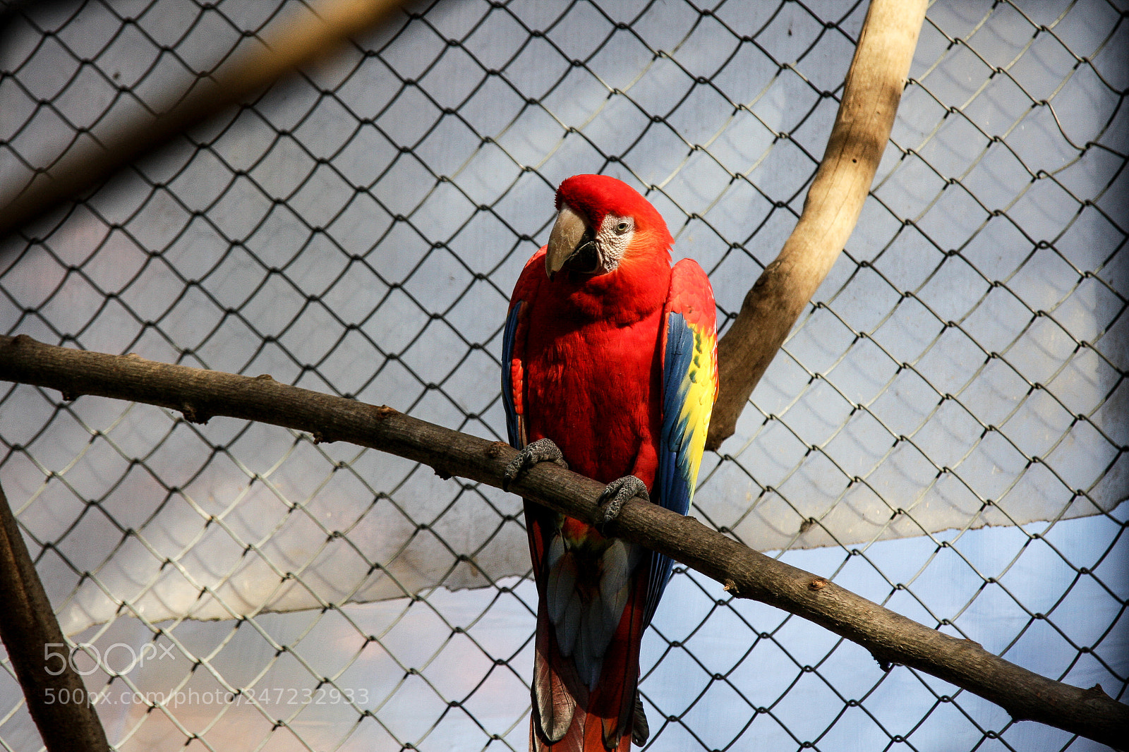 Canon EOS 40D sample photo. Parrot photography