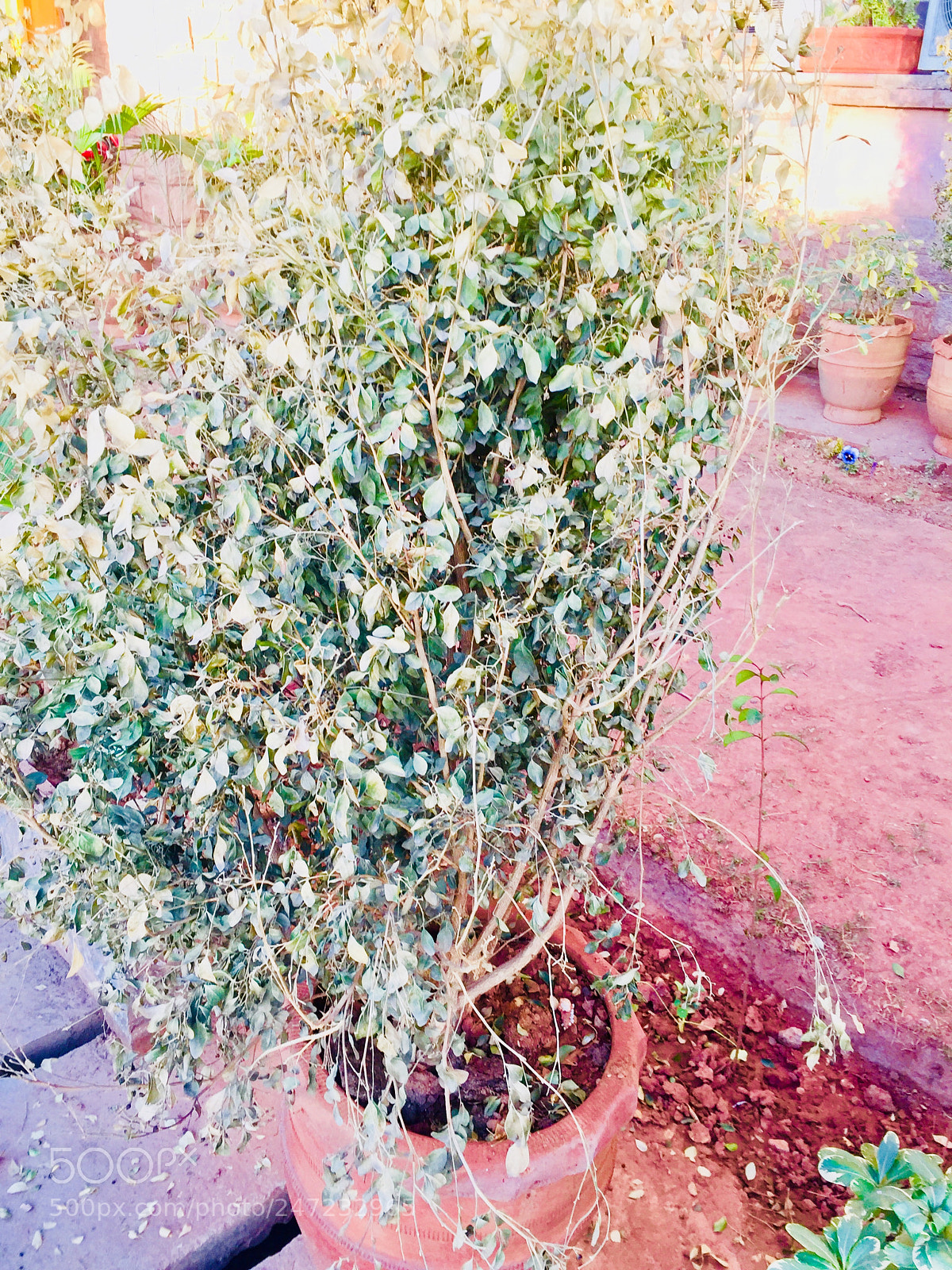 Apple iPhone 6 sample photo. Untitled photography