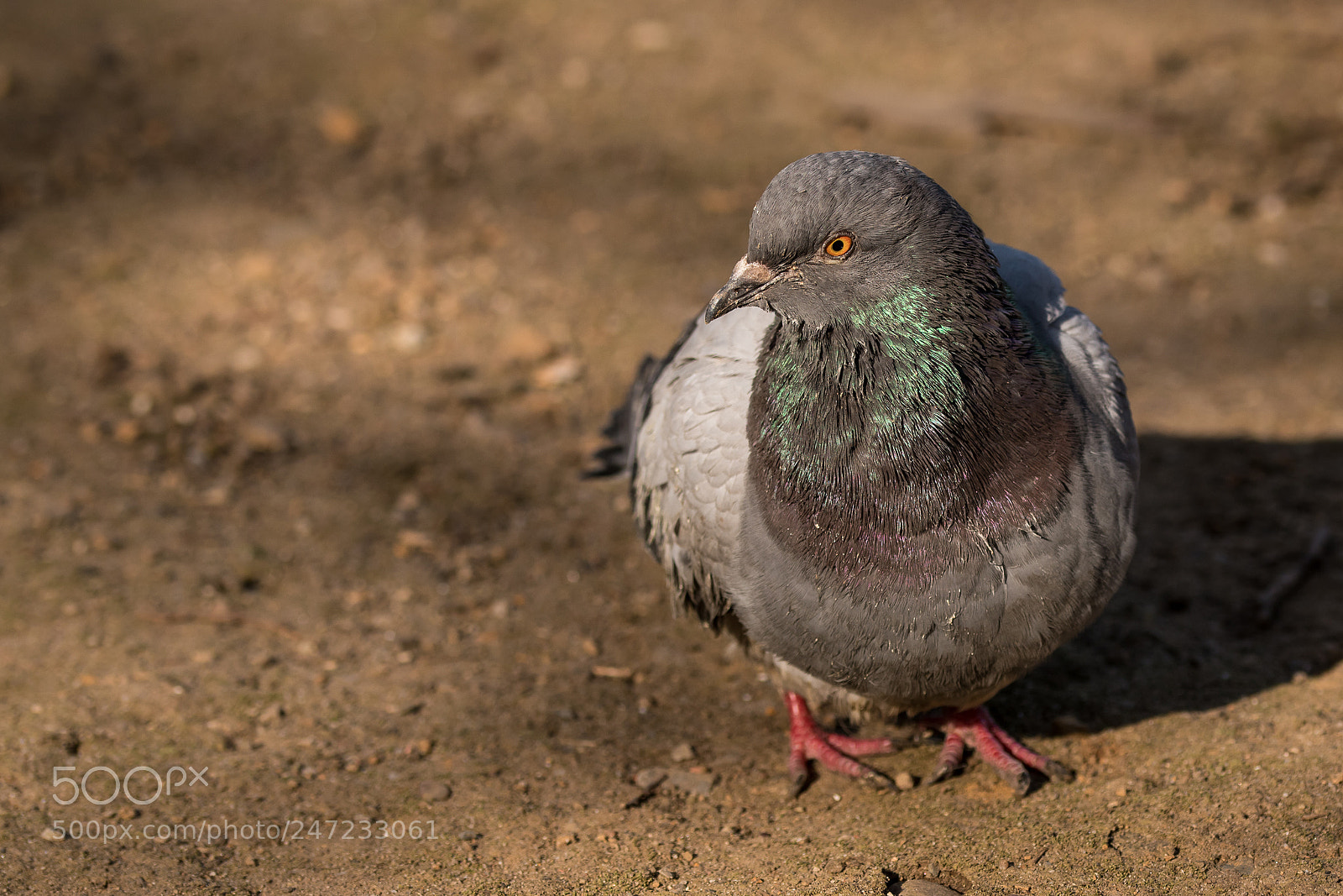 Nikon D5600 sample photo. Ordinary street pigeon photography
