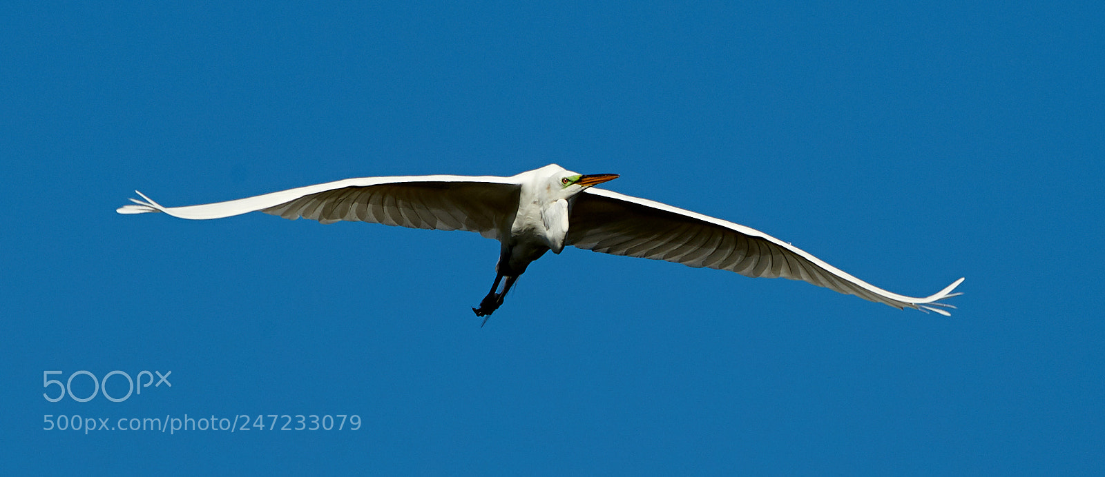 Canon EOS-1D X Mark II sample photo. 02-24-18-0005074.jpg photography