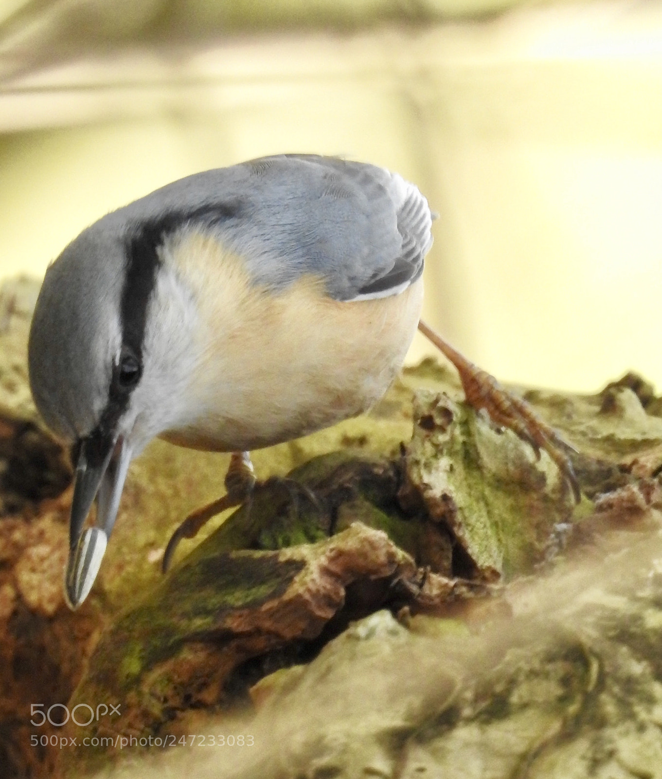 Nikon Coolpix P900 sample photo. Nuthatch.... photography