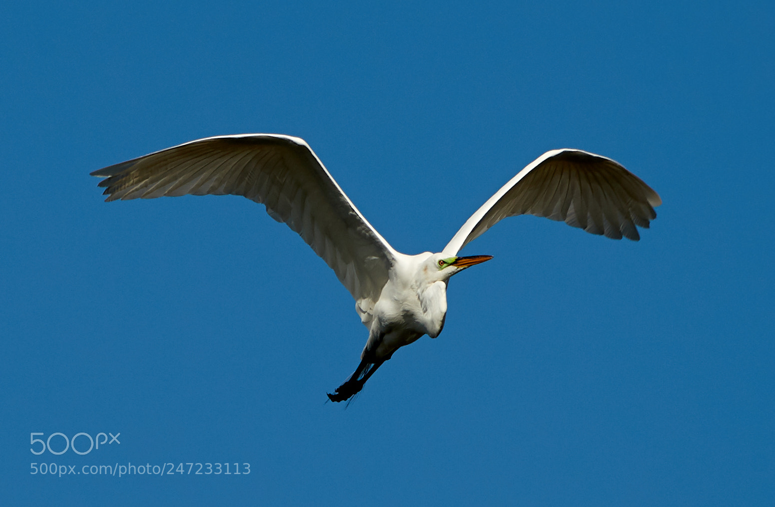 Canon EOS-1D X Mark II sample photo. 02-24-18-0005073.jpg photography