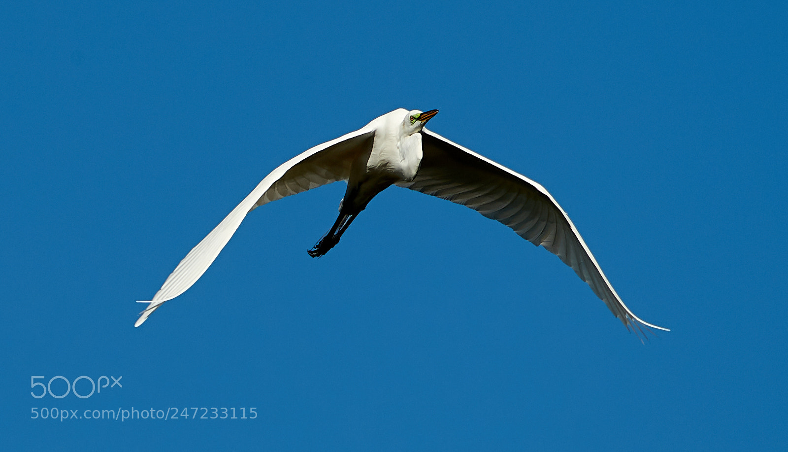 Canon EOS-1D X Mark II sample photo. 02-24-18-0005072.jpg photography