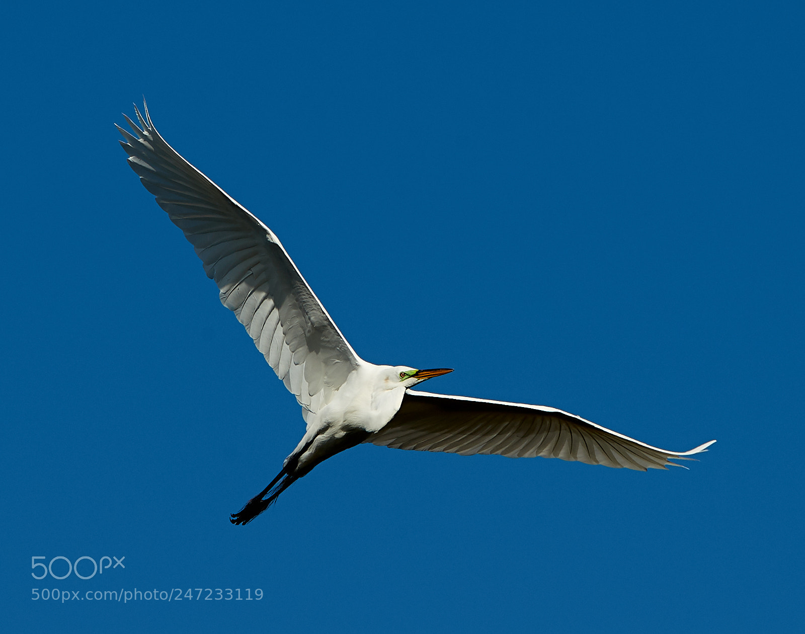 Canon EOS-1D X Mark II sample photo. 02-24-18-0005068.jpg photography