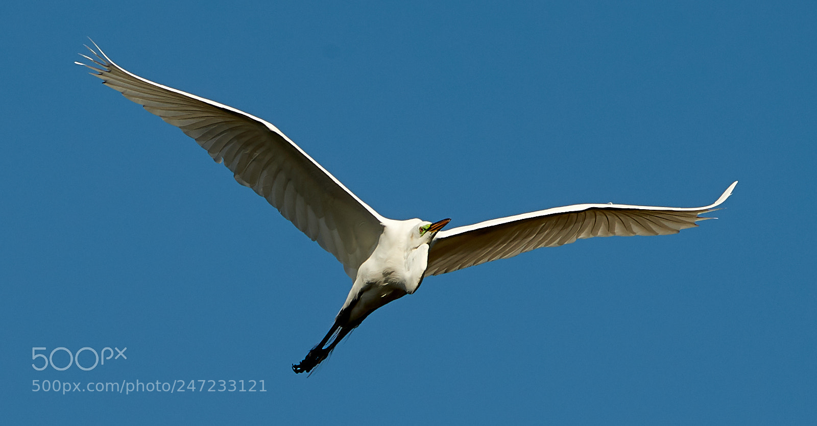 Canon EOS-1D X Mark II sample photo. 02-24-18-0005069.jpg photography
