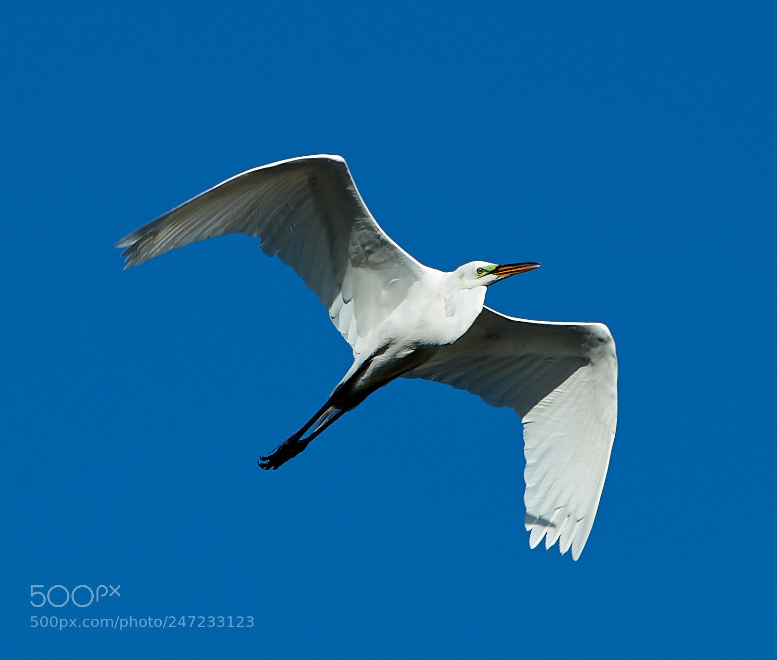 Canon EOS-1D X Mark II sample photo. 02-24-18-0005067.jpg photography