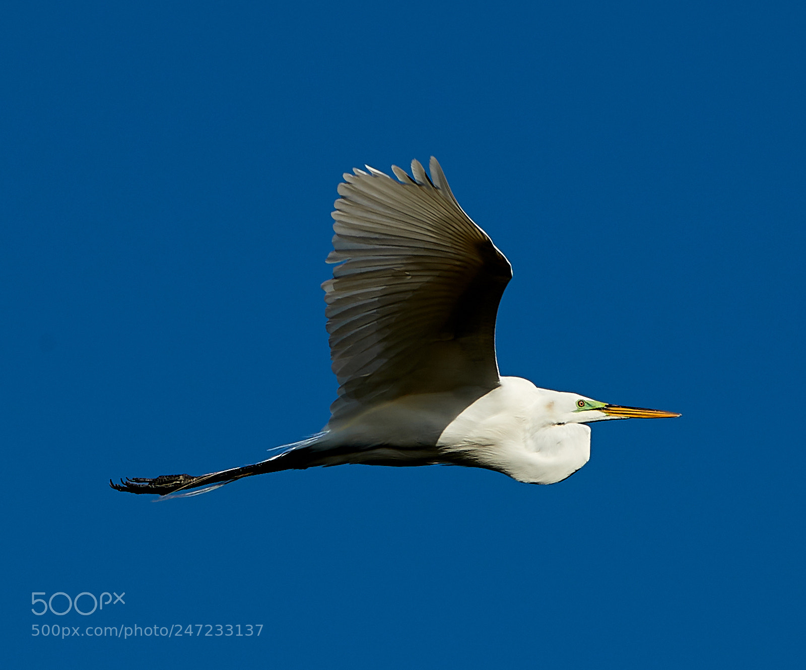 Canon EOS-1D X Mark II sample photo. 02-24-18-0005064.jpg photography