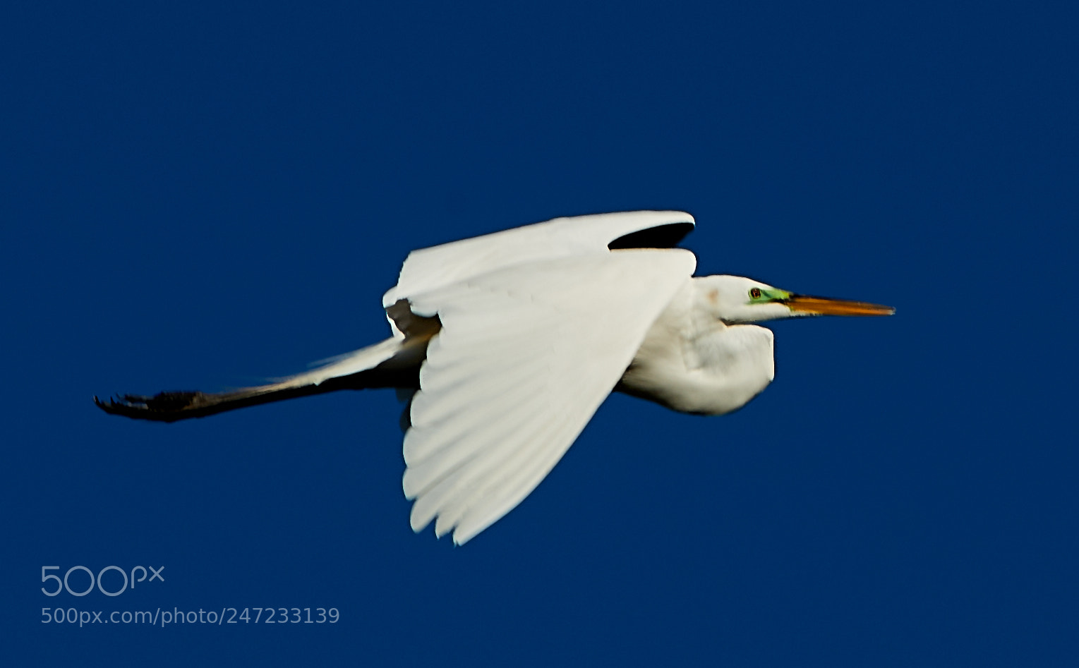 Canon EOS-1D X Mark II sample photo. 02-24-18-0005063.jpg photography
