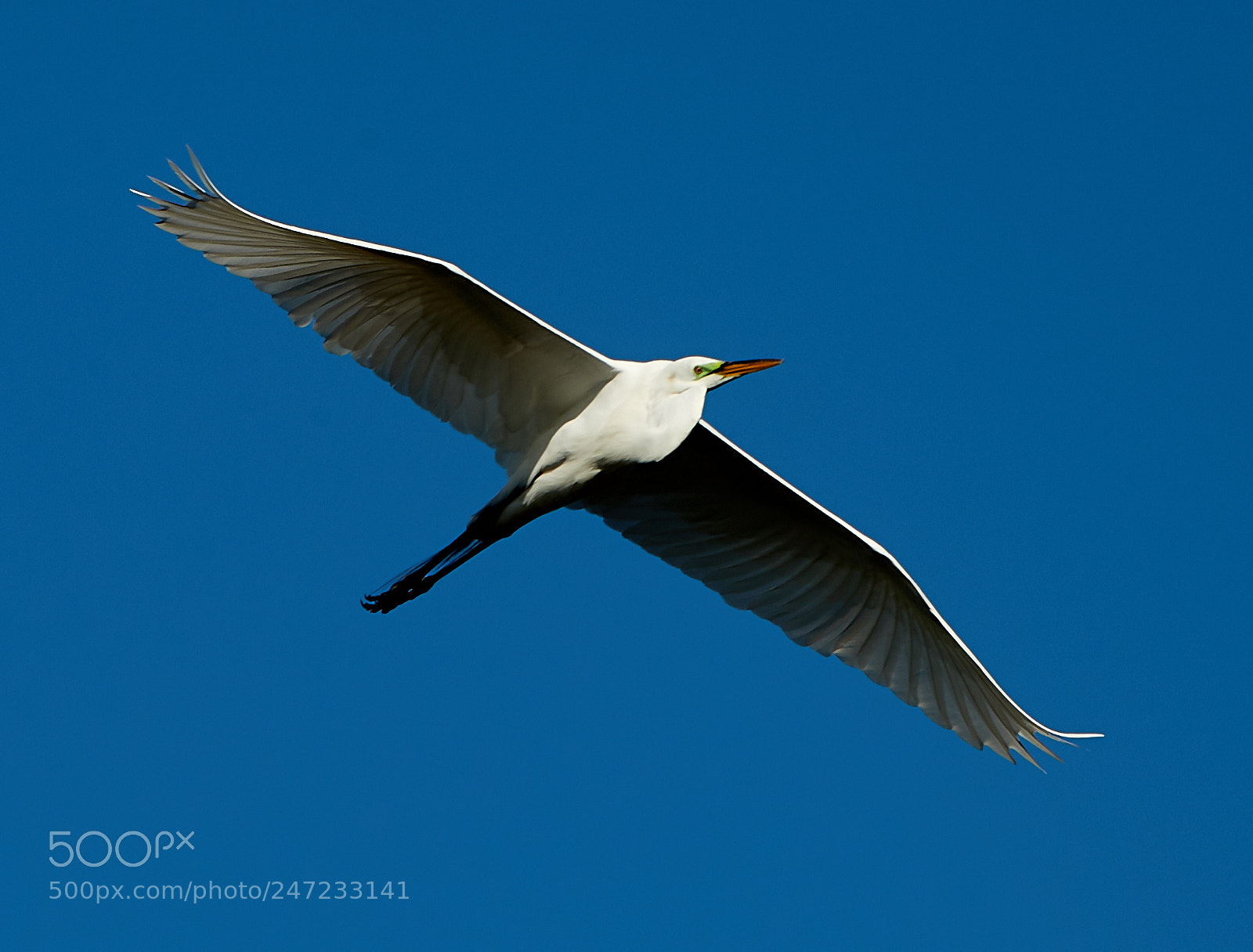 Canon EOS-1D X Mark II sample photo. 02-24-18-0005066.jpg photography