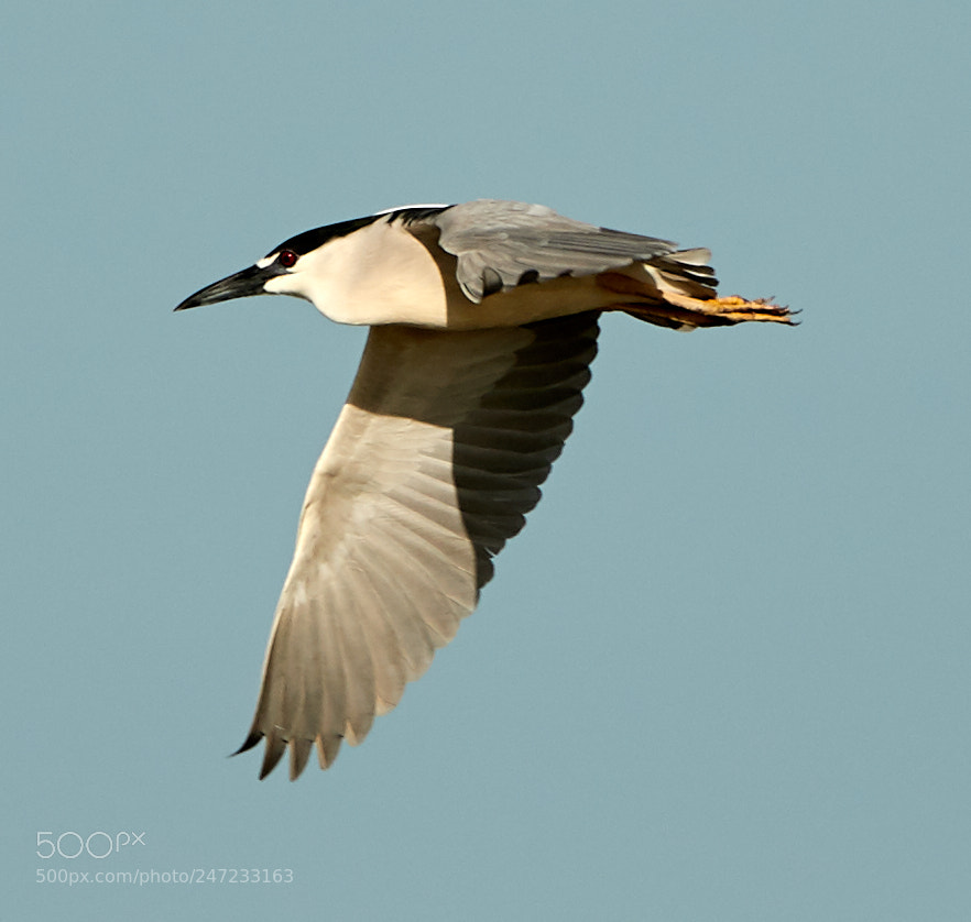 Canon EOS-1D X Mark II sample photo. 02-24-18-0005132.jpg photography
