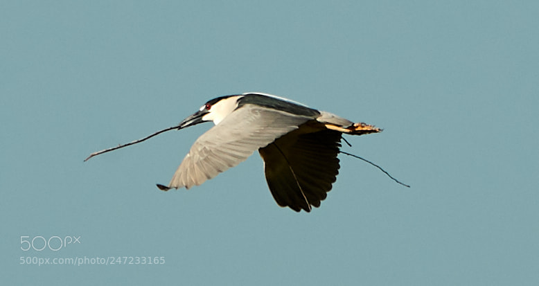 Canon EOS-1D X Mark II sample photo. 02-24-18-0005106.jpg photography
