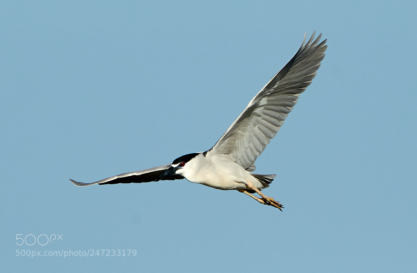 Canon EOS-1D X Mark II sample photo. 02-24-18-0005134.jpg photography