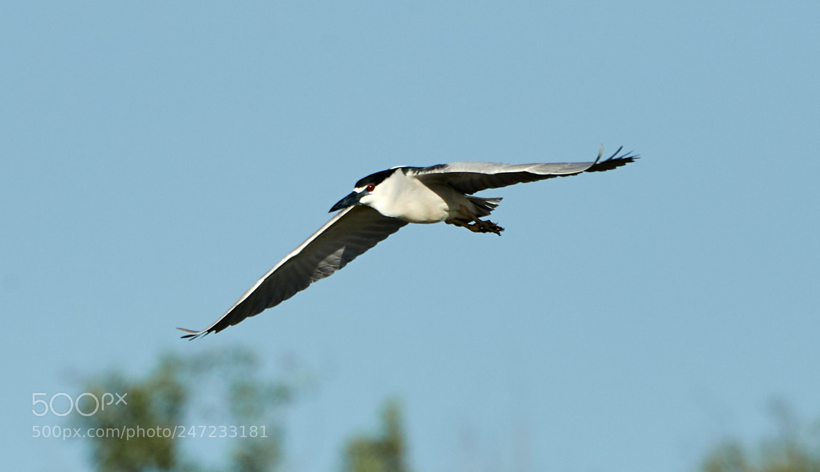Canon EOS-1D X Mark II sample photo. 02-24-18-0005135.jpg photography