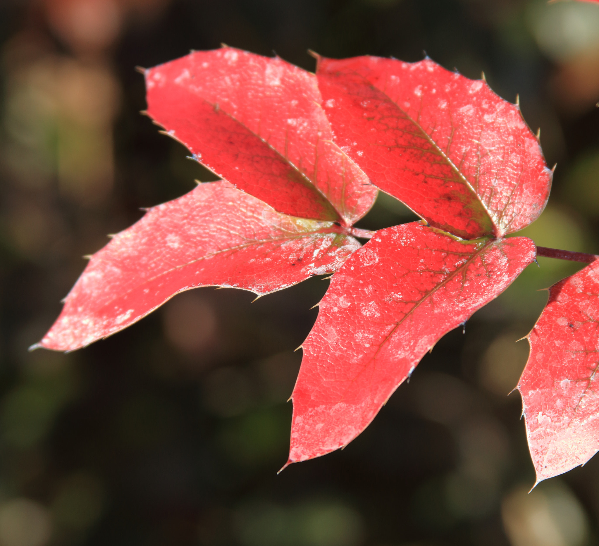 Canon EOS 7D + Canon EF 28-135mm F3.5-5.6 IS USM sample photo. Red leaves photography