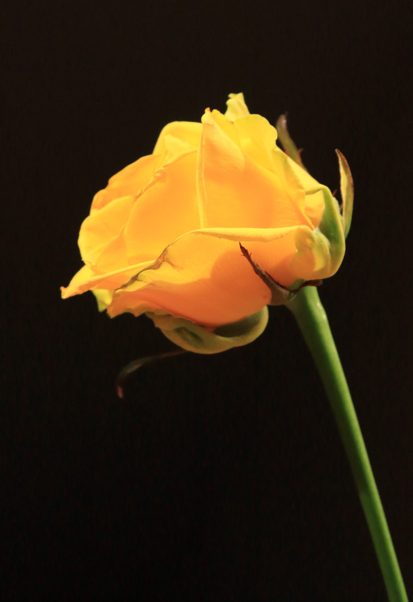 Canon EOS 7D + Canon EF 28-135mm F3.5-5.6 IS USM sample photo. Yellow rose photography