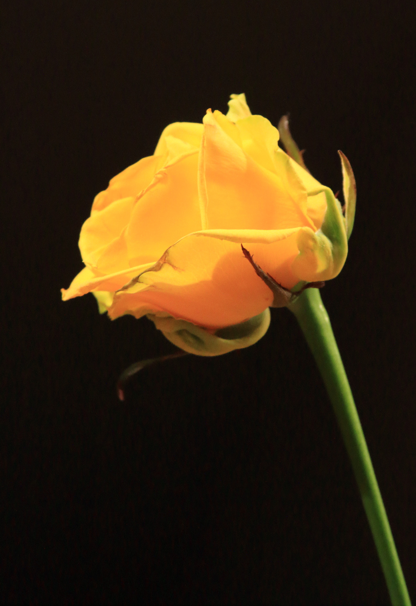 Canon EF 28-135mm F3.5-5.6 IS USM sample photo. Yellow rose photography