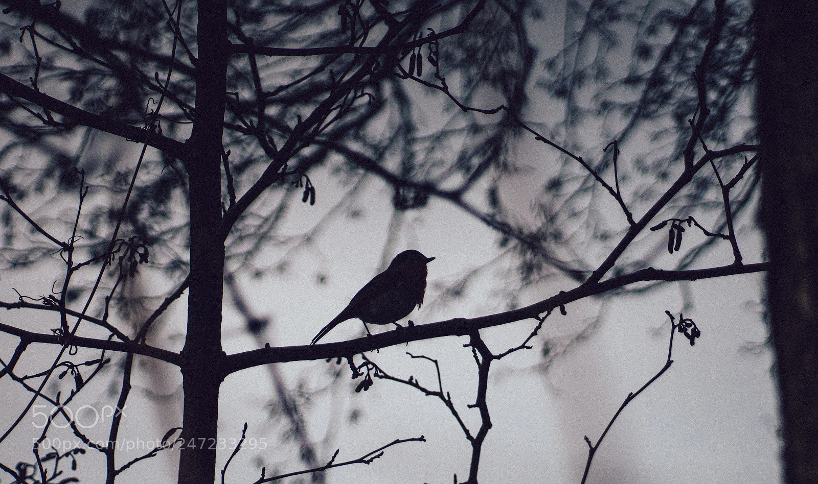 Sony a7R II sample photo. Hi, little bird. photography