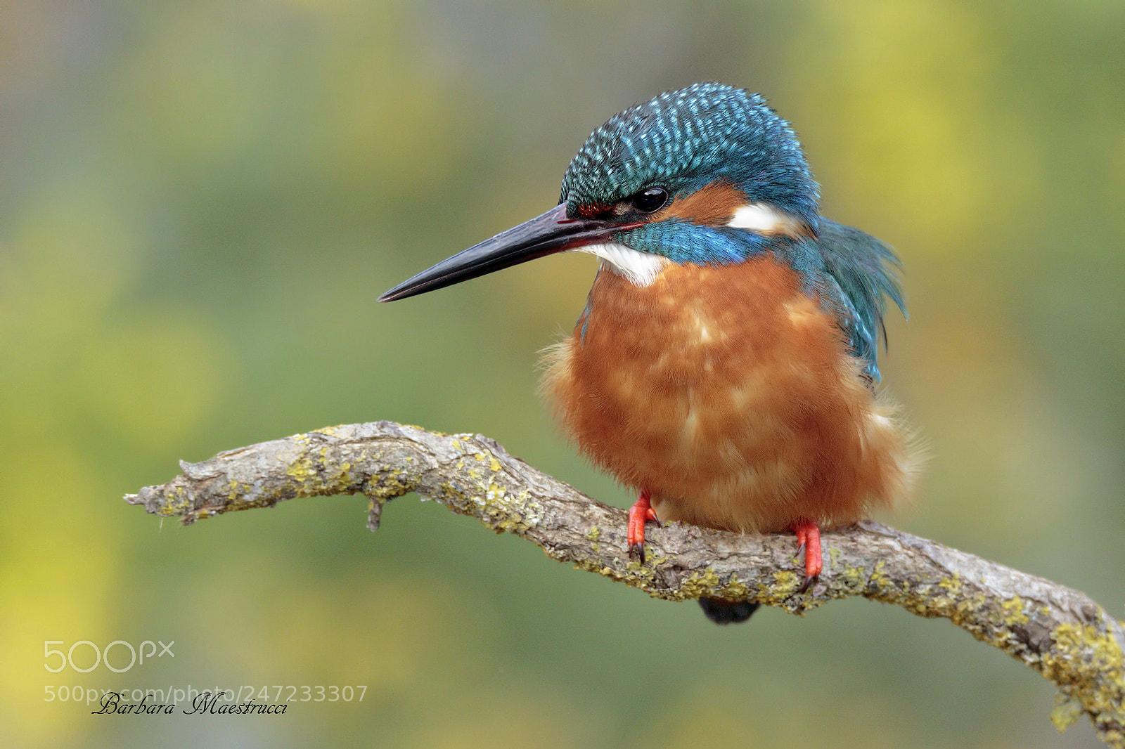 Canon EOS 7D Mark II sample photo. Martin pescatore photography