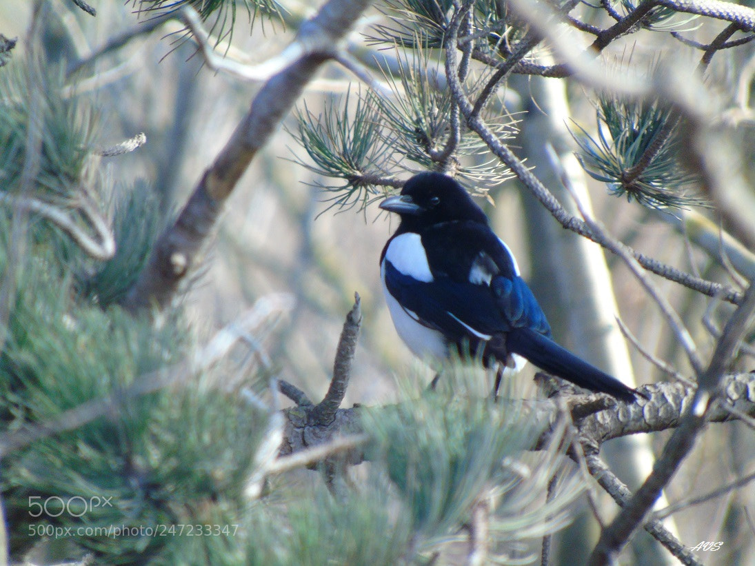 Sony Cyber-shot DSC-H400 sample photo. Magpie photography