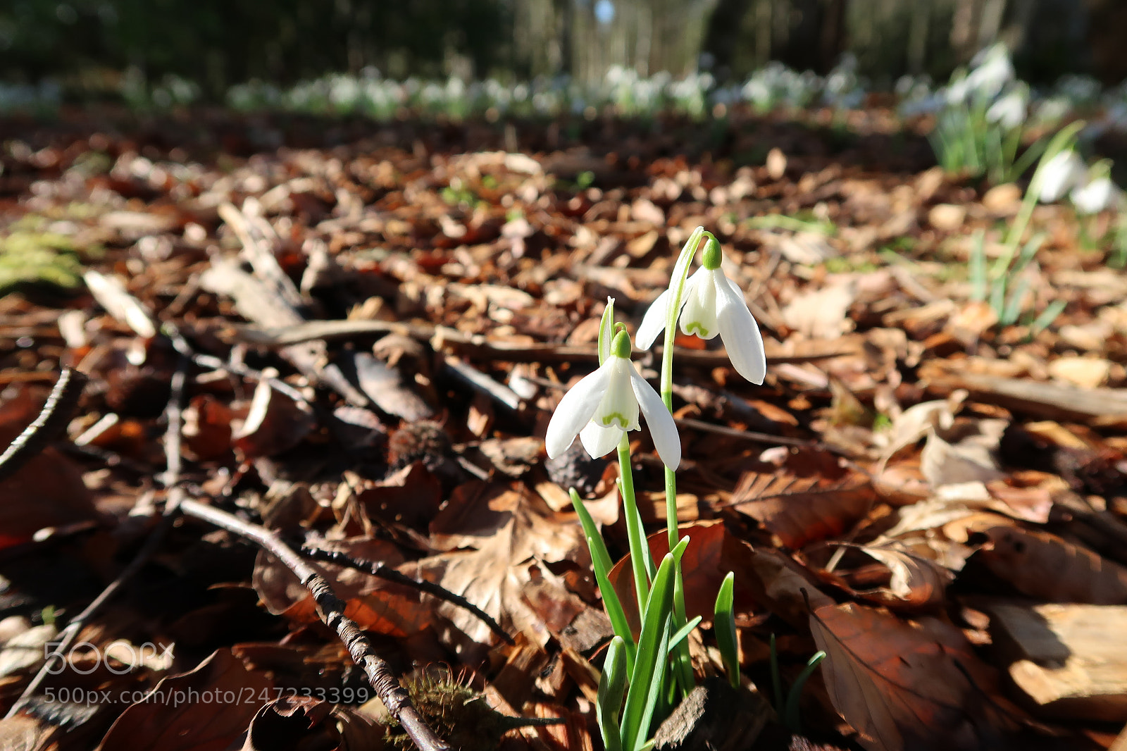 Canon PowerShot G7 X Mark II sample photo. Snowdrop photography