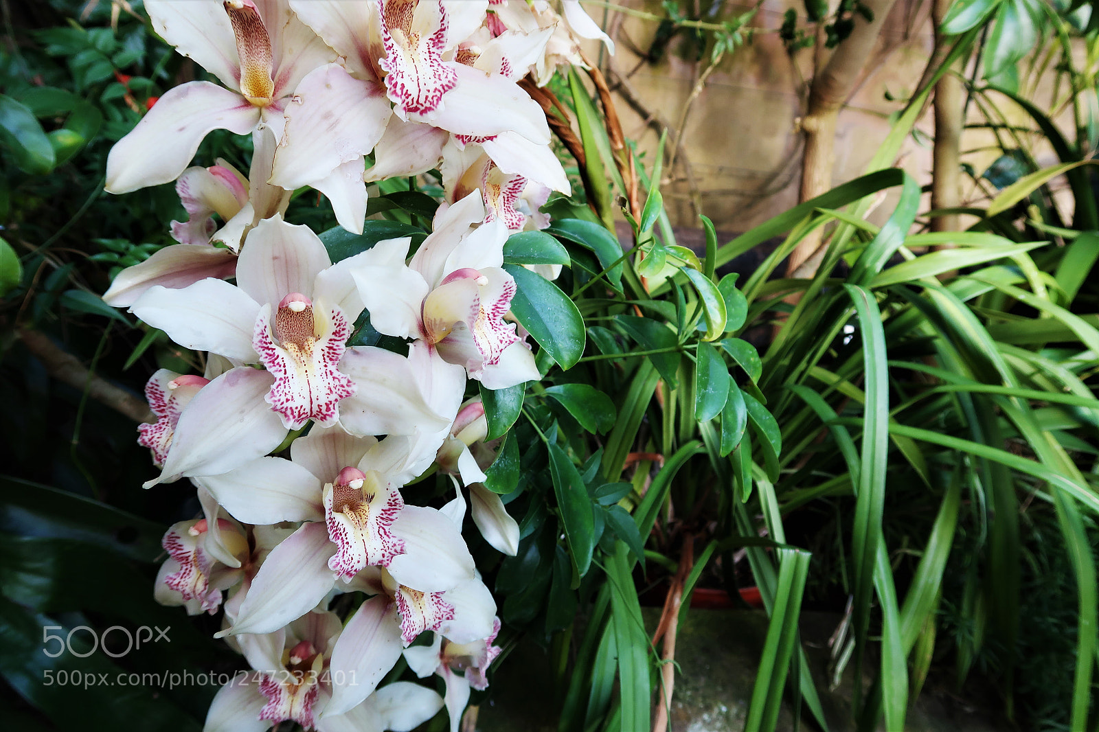Canon PowerShot G7 X Mark II sample photo. White blooms photography