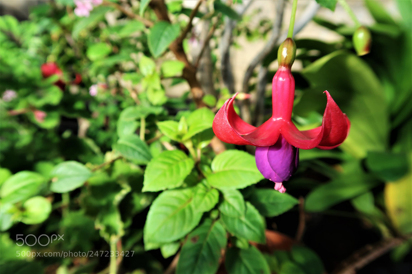Canon PowerShot G7 X Mark II sample photo. Fuchsia photography