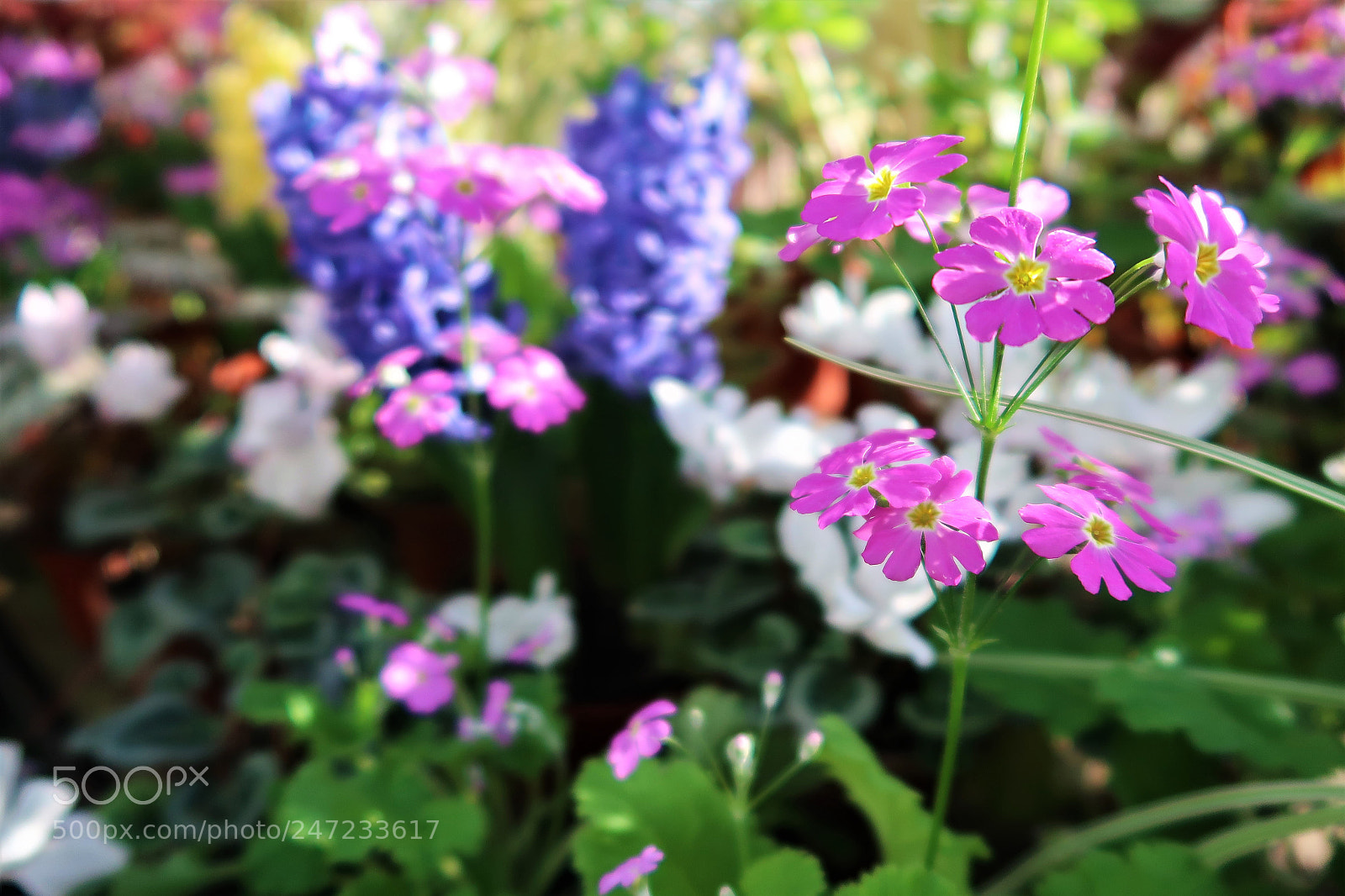 Canon PowerShot G7 X Mark II sample photo. Flowers photography