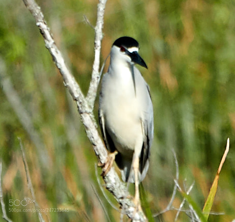 Canon EOS-1D X Mark II sample photo. 02-24-18-0005156.jpg photography