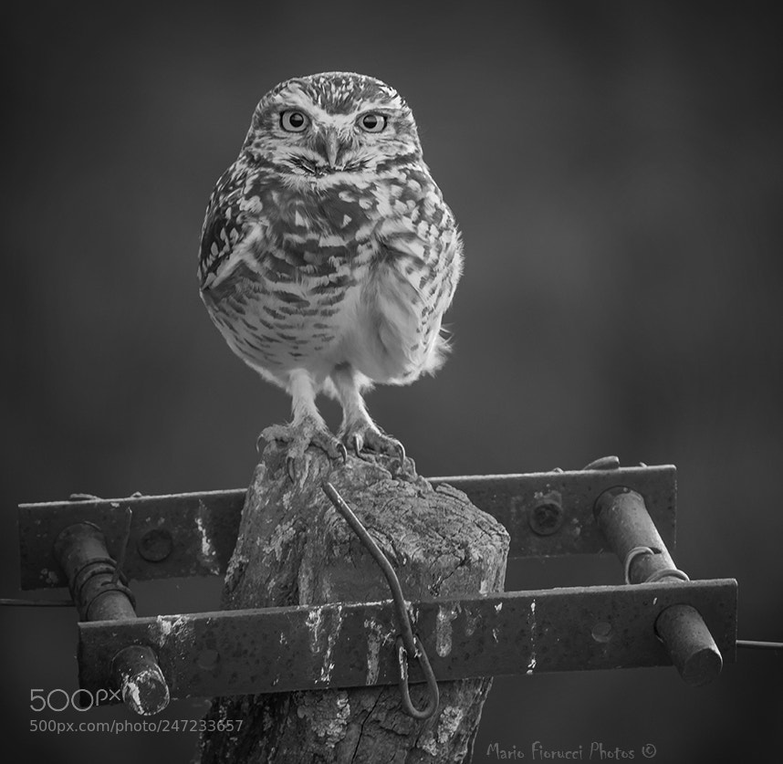 Canon EOS 7D Mark II sample photo. Eyes ( burrowing owl ) photography
